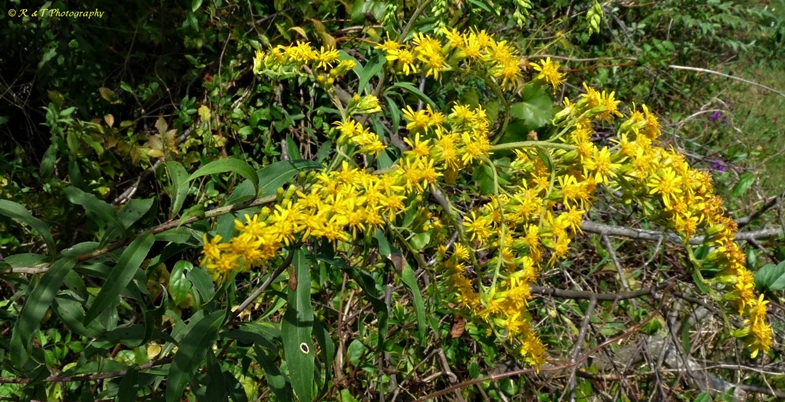 {Solidago gigantea}